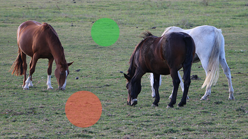 Des chevaux en paturage