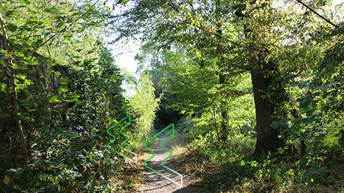 Petit chemin en forêt