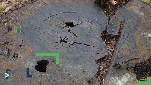 Tronc sectionné Tronc sectionné